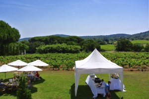 mariage vigne 6 mariage vigne 6 300x200 mariage vigne 6